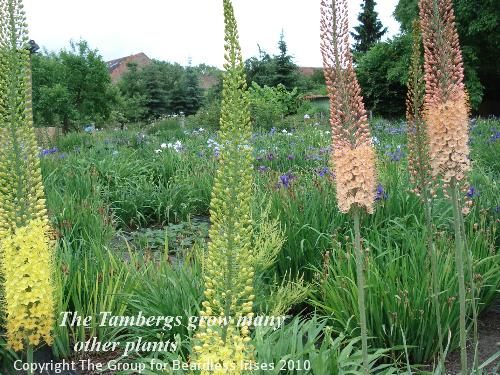 OW G26 The Tambergs grow many other plants